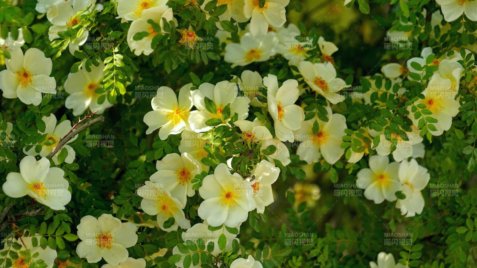 繁花似锦的春天图片