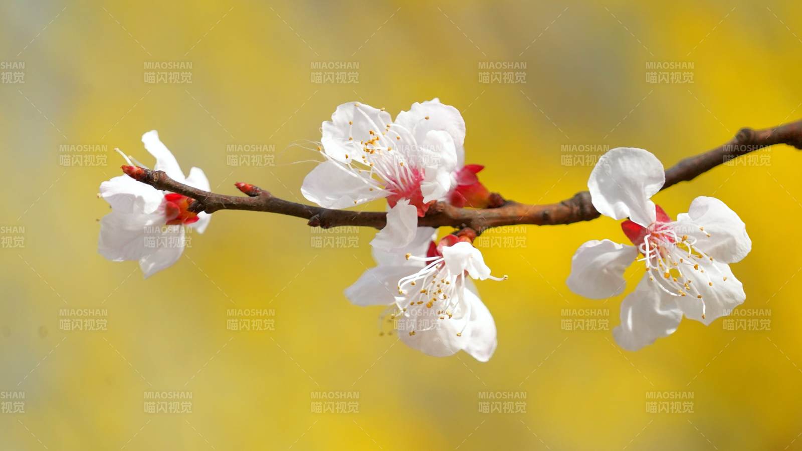 春日杏花绽放图片