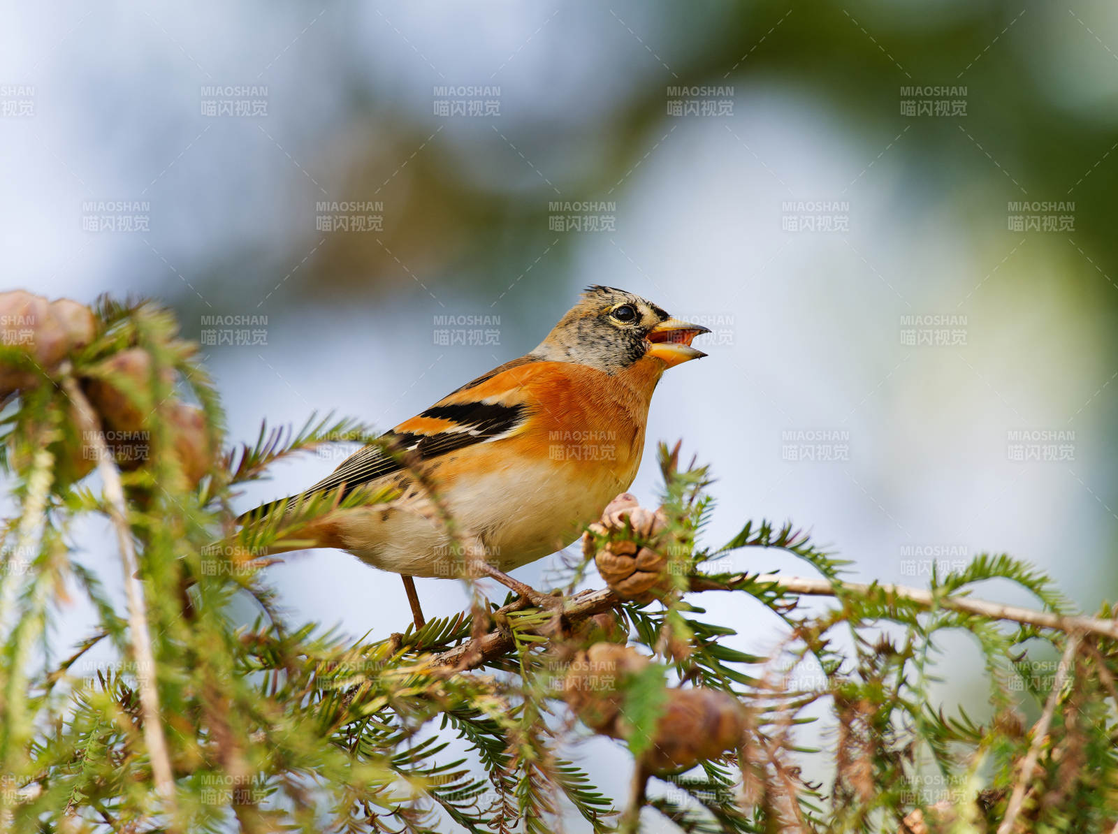 金翅雀栖枝鸣叫图片