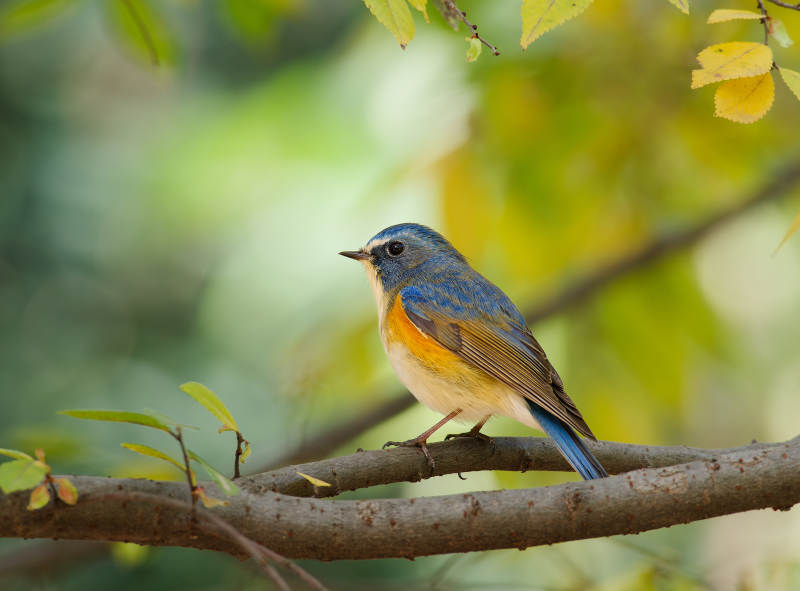蓝羽小鸟栖枝头图片
