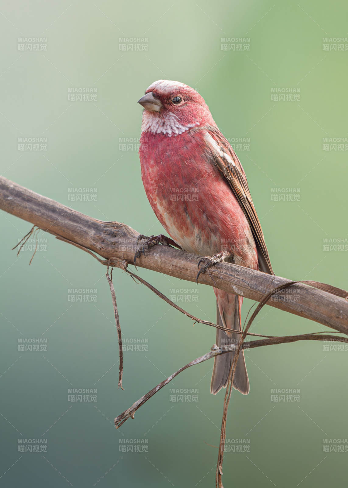 朱顶雀栖枝头图片