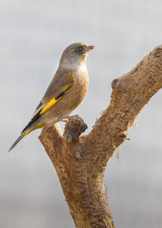 金翅雀栖枝头图片