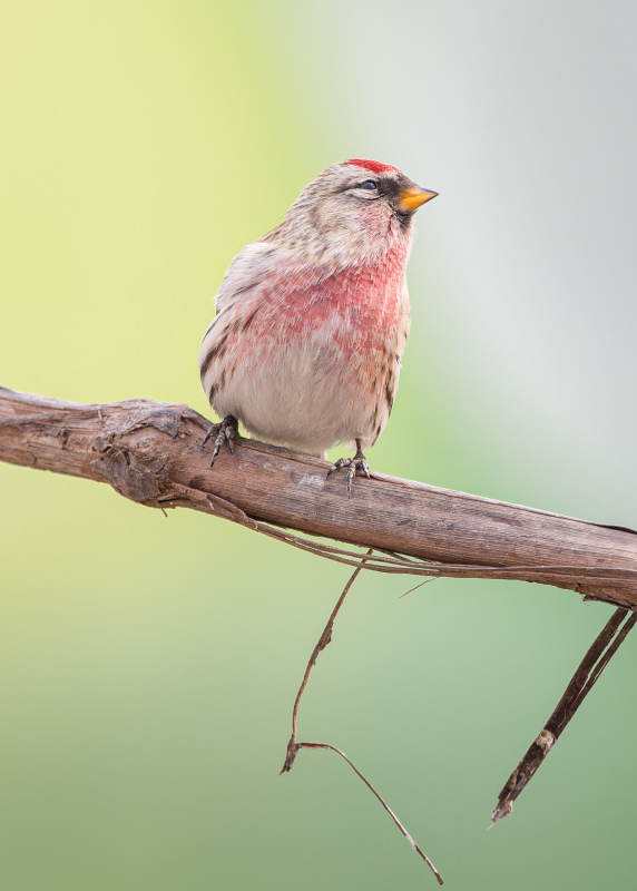 红顶小鸟栖枝头图片