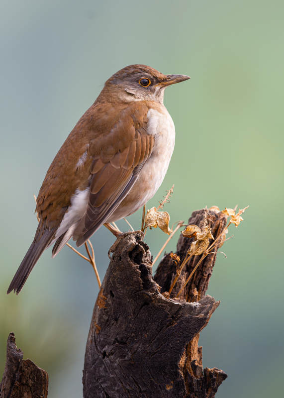 褐背鸫栖息枯枝图片
