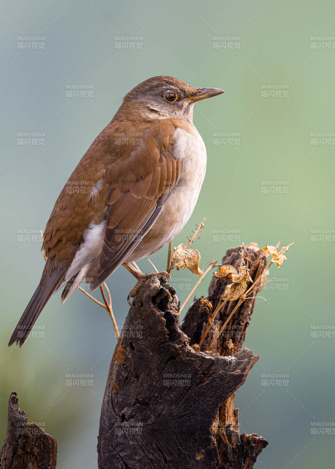 褐背鸫栖息枯枝图片