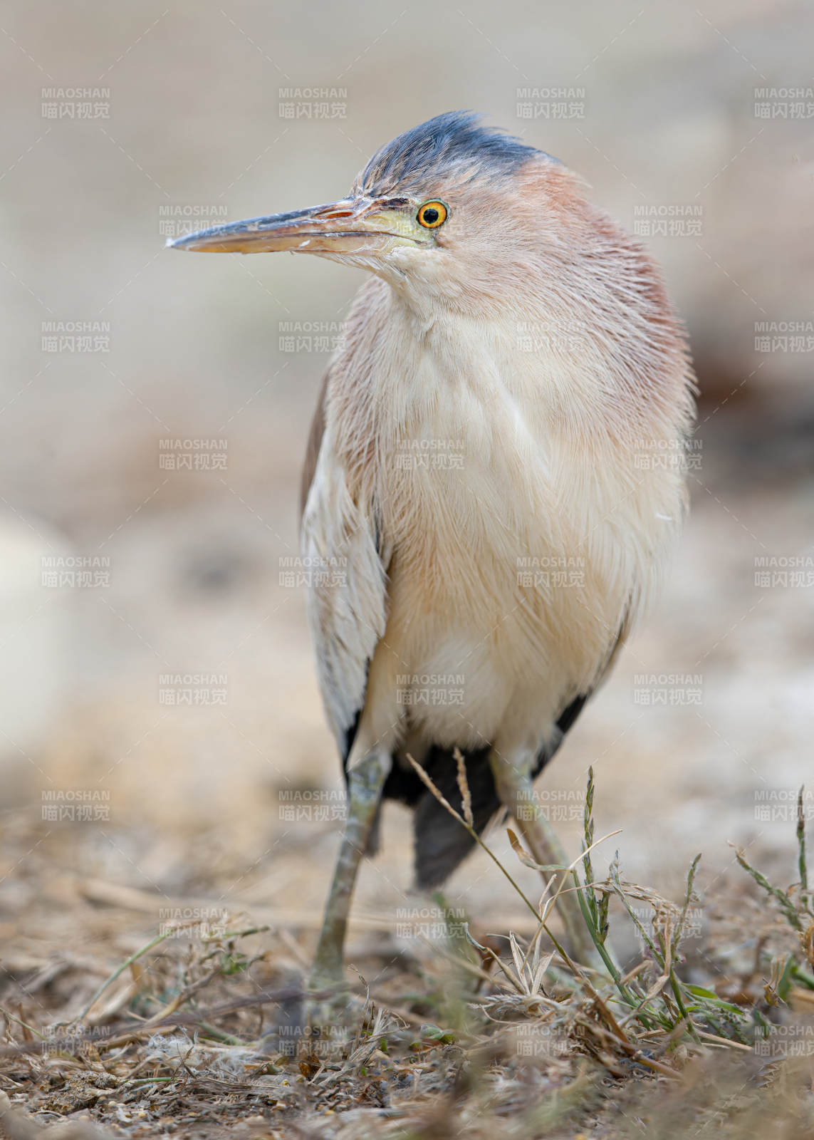 池鹭静立沙地图片