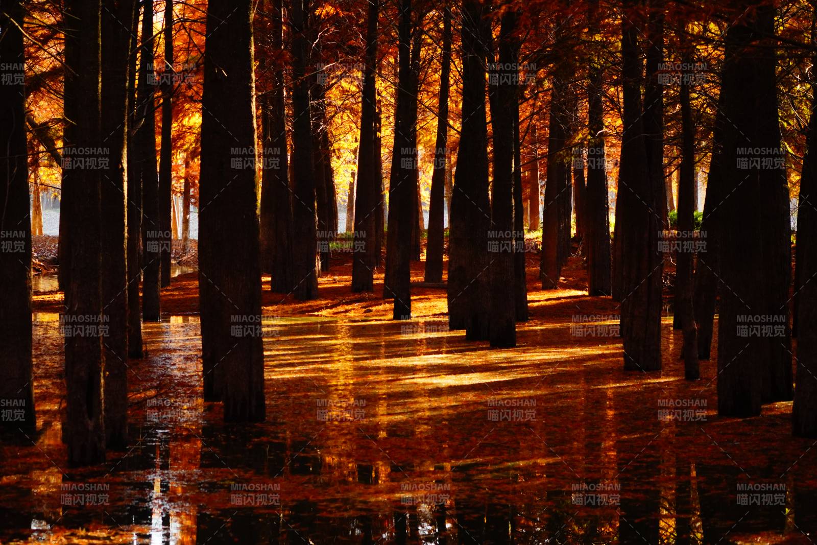 秋林倒影位于皖南川藏线图片