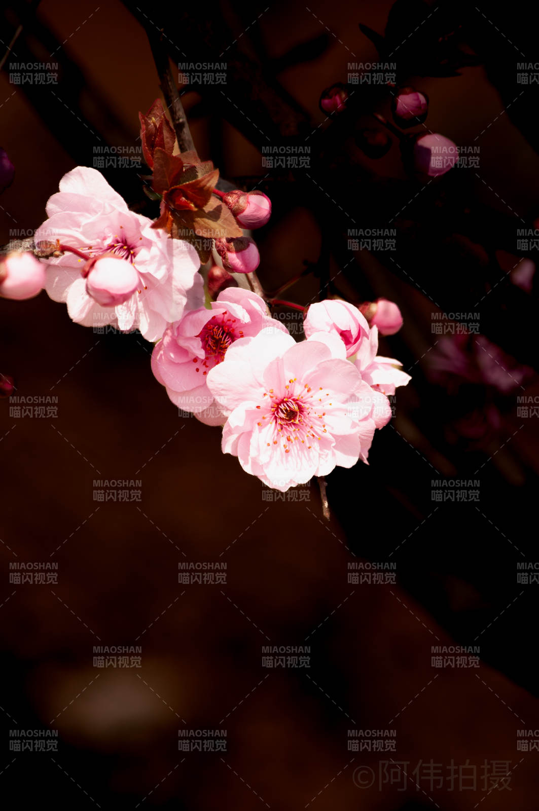 樱花绽放 春意盎然图片