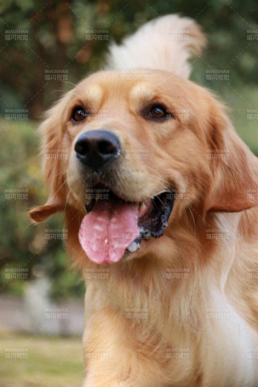 金毛犬开心微笑图片