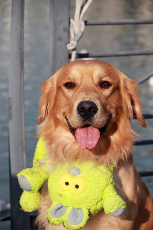 金毛抱玩偶图片