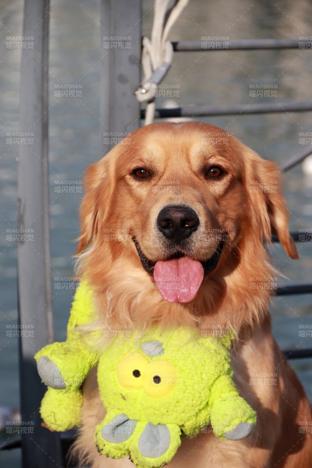 金毛抱玩偶图片