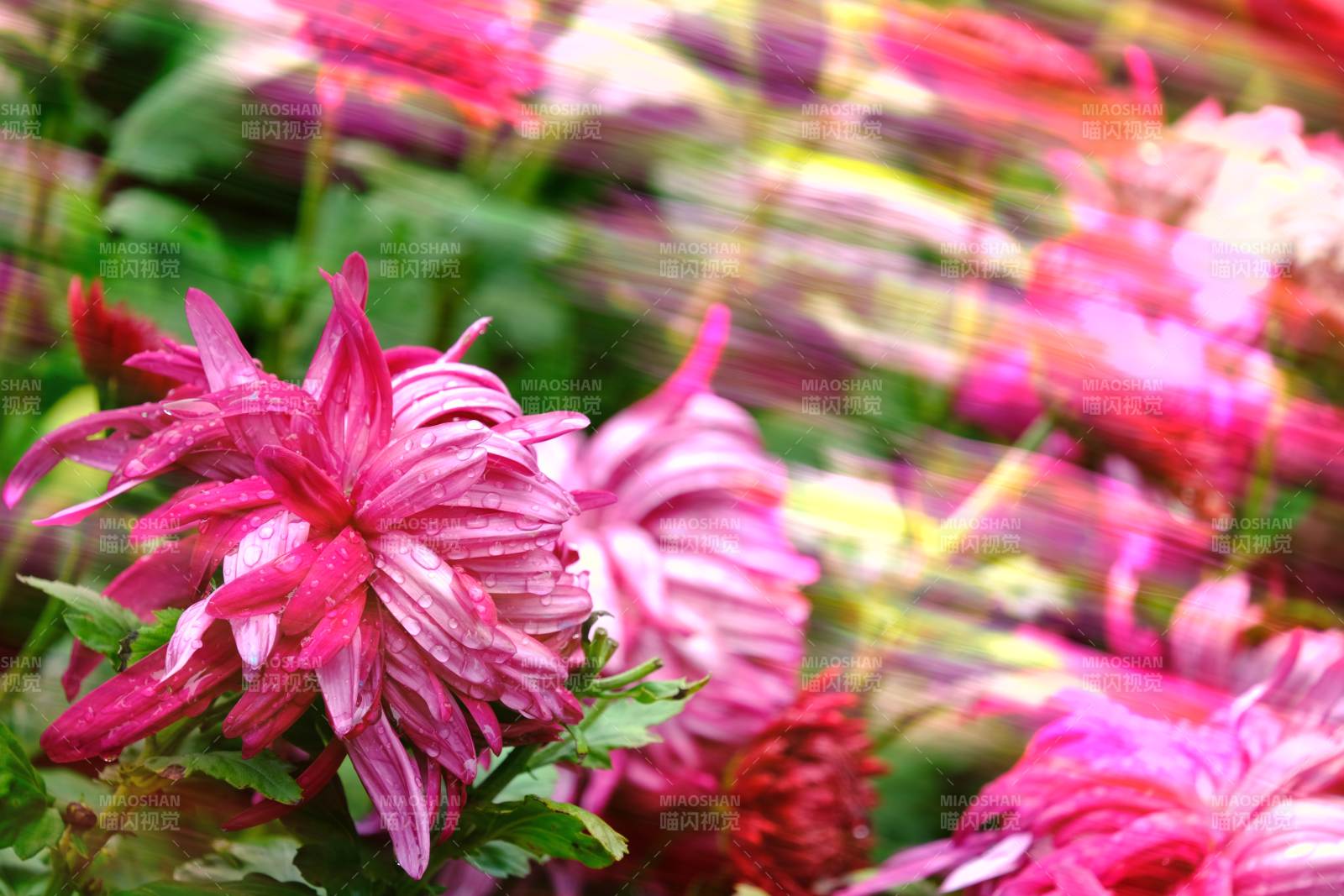 粉菊绽放 美不胜收图片