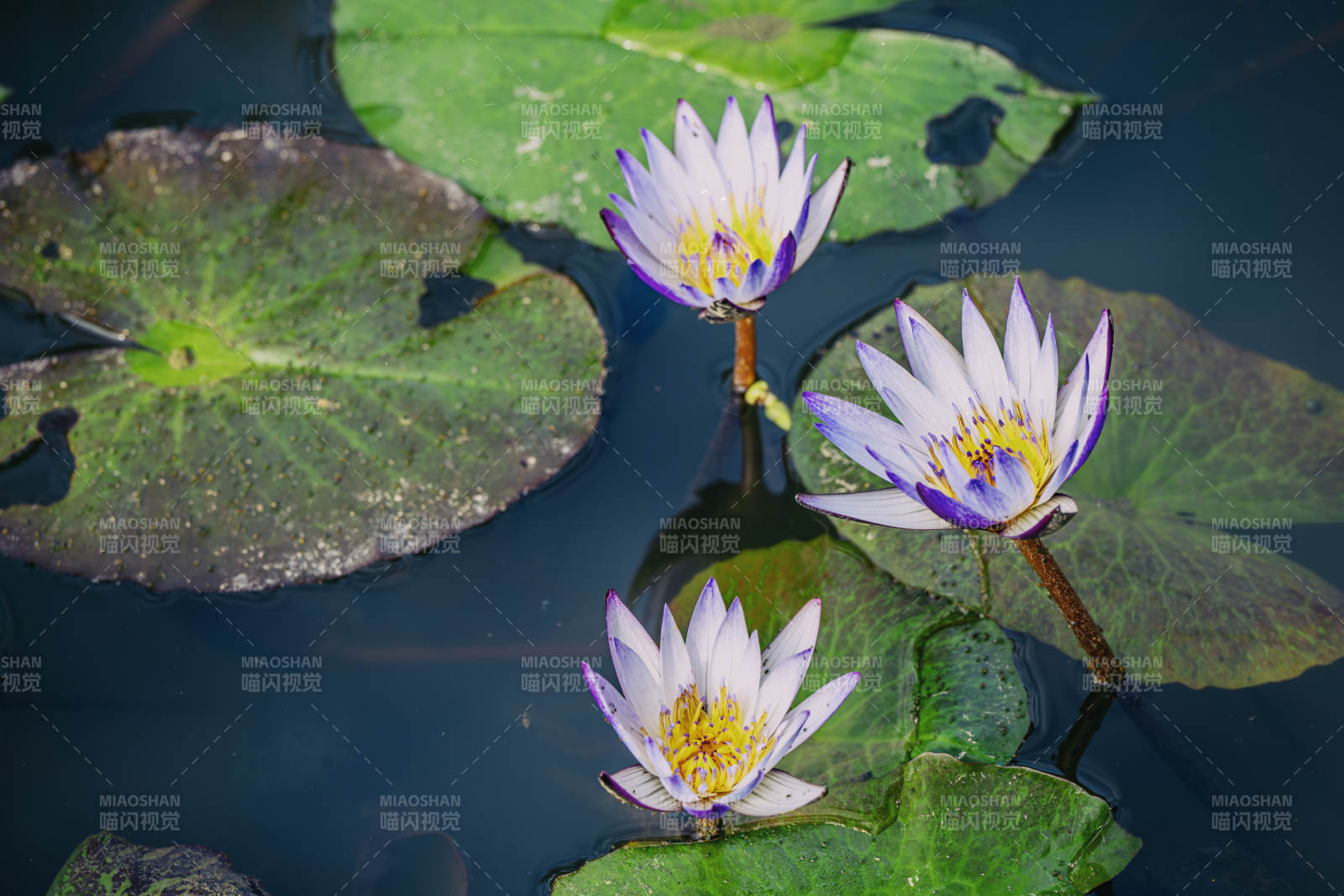 池塘睡莲绽放图片