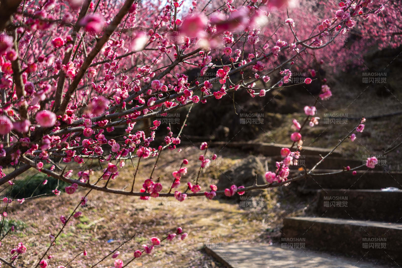 梅花绽放春意浓图片