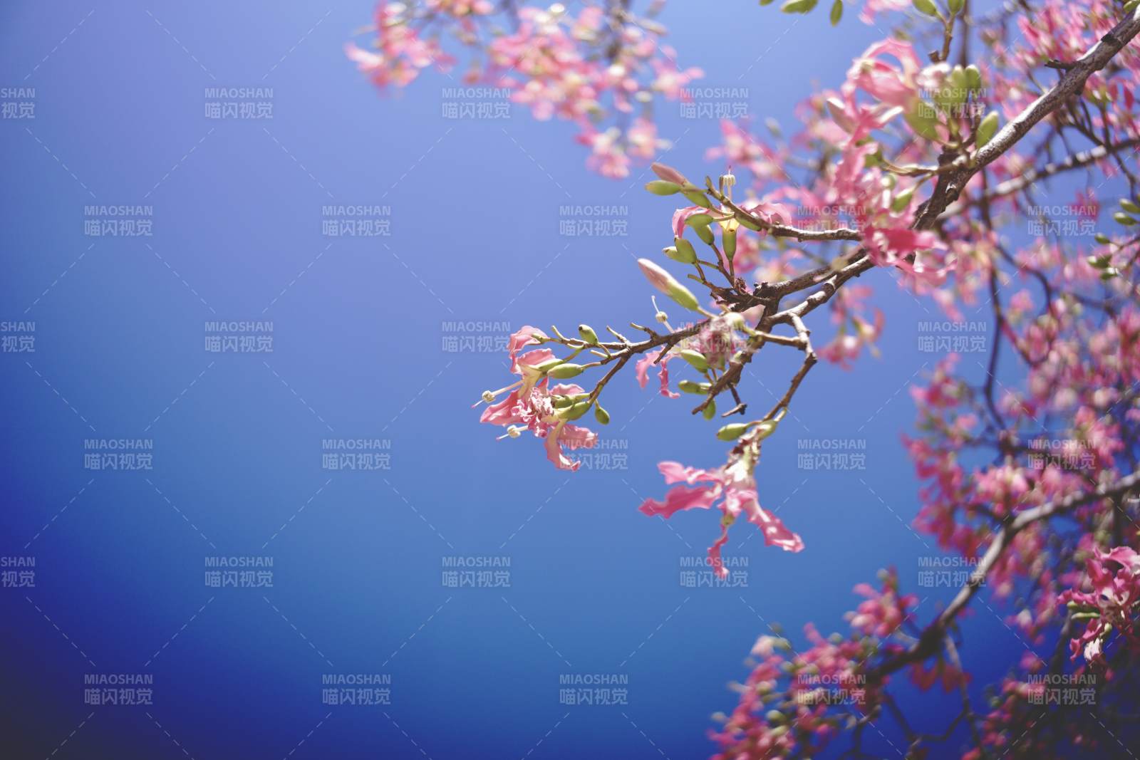 樱花绽放蓝天背景图片