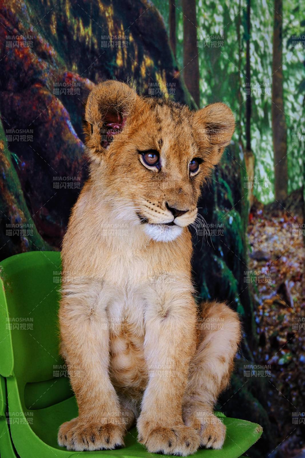 小狮王坐绿椅图片