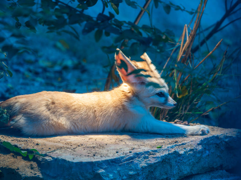 耳廓狐狐静卧石上图片