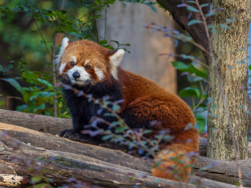 红熊猫静卧林间图片