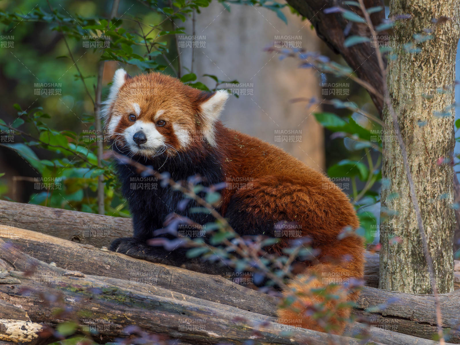 红熊猫静卧林间图片
