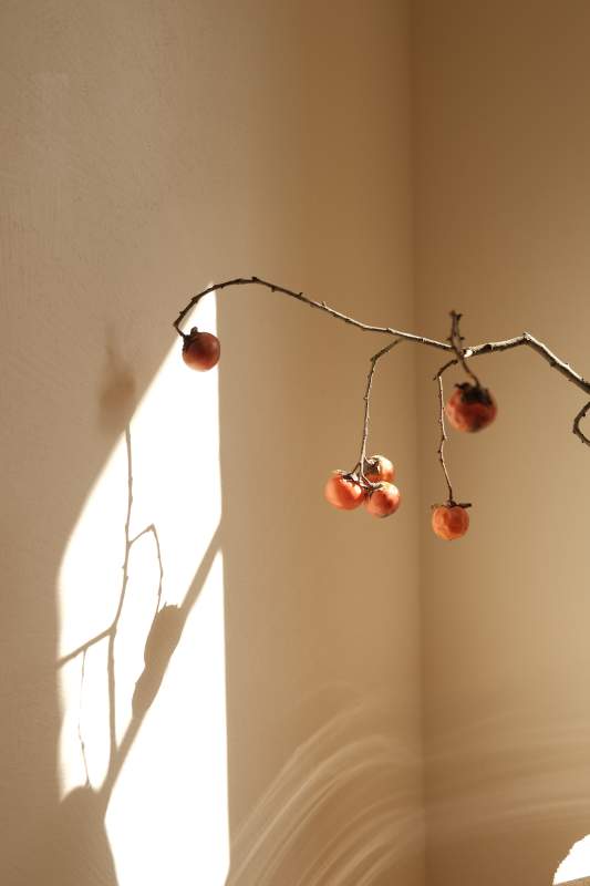 光影中的柿子枝图片