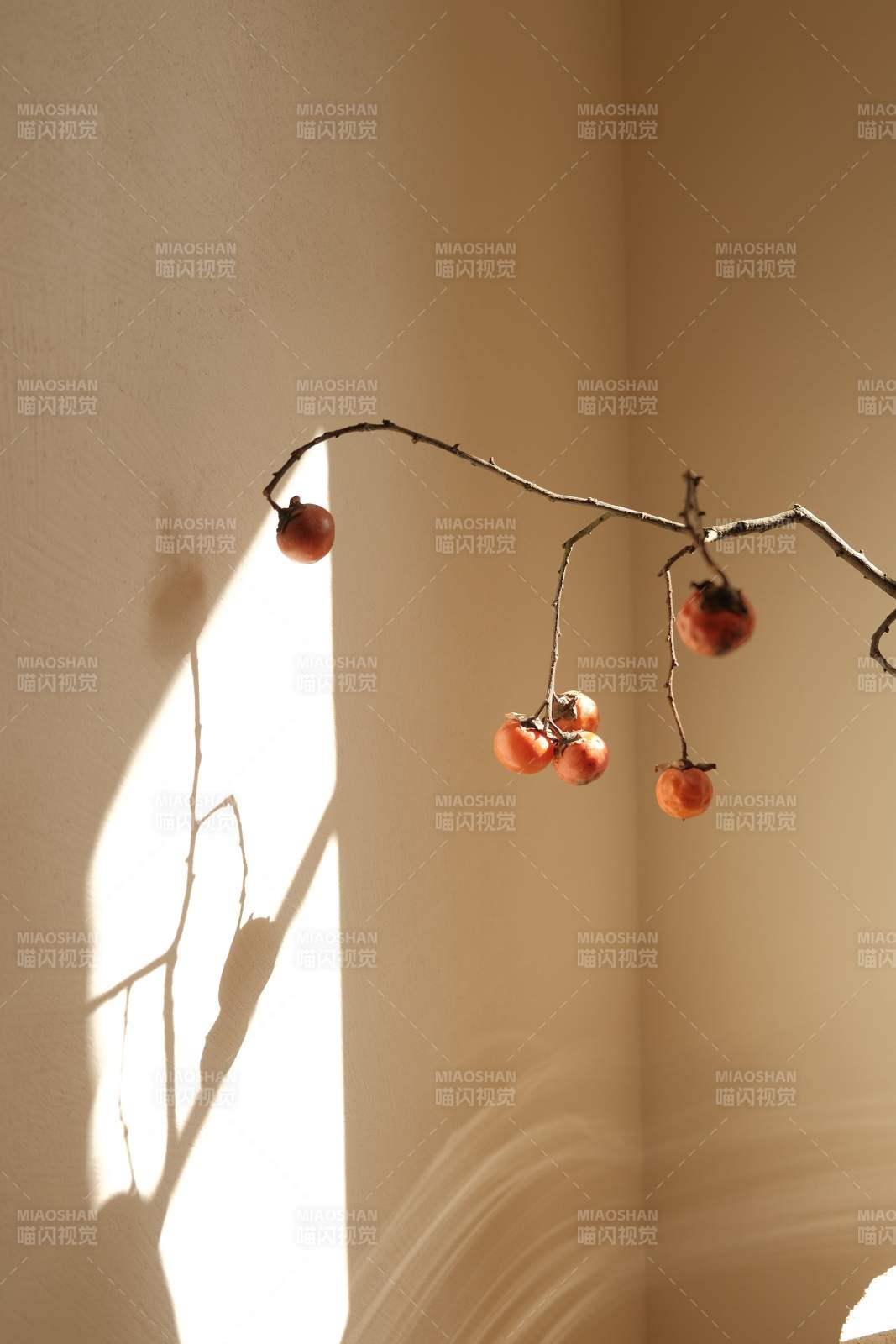 光影中的柿子枝图片