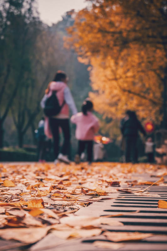 秋叶铺满小径图片