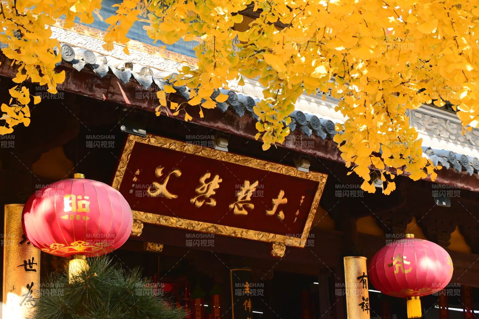 龙华寺 秋叶映古寺图片