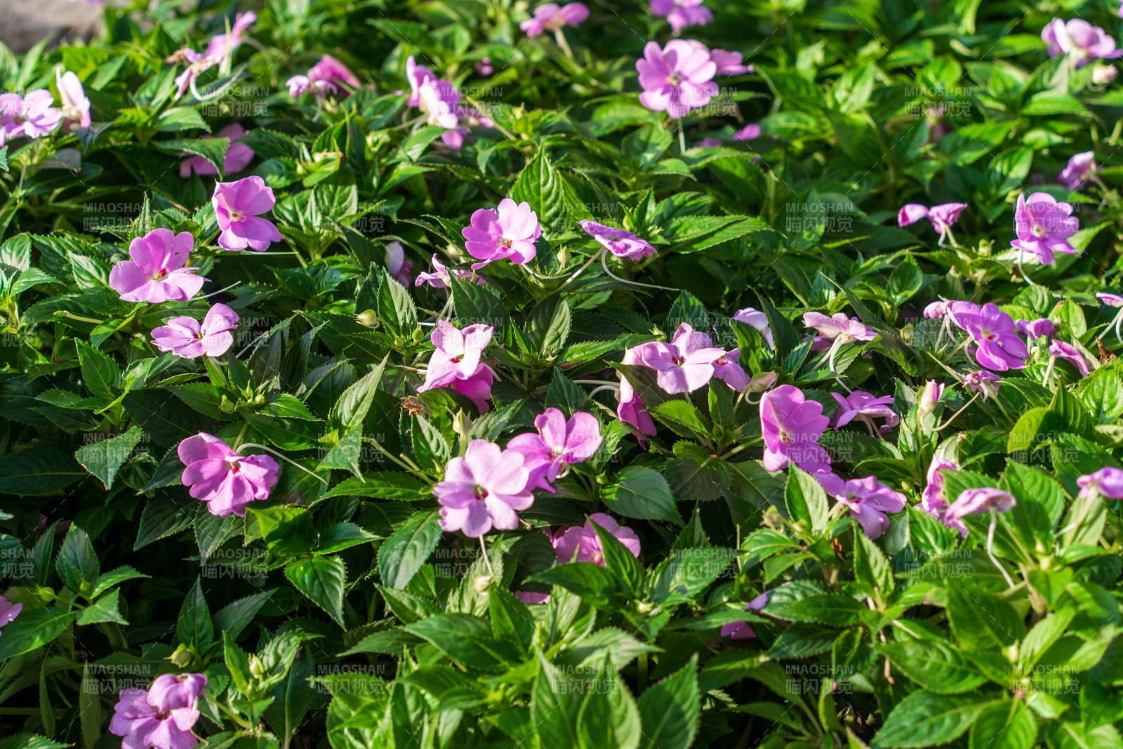 紫花绿叶繁茂图片