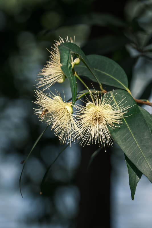 花蕊绽放枝头图片