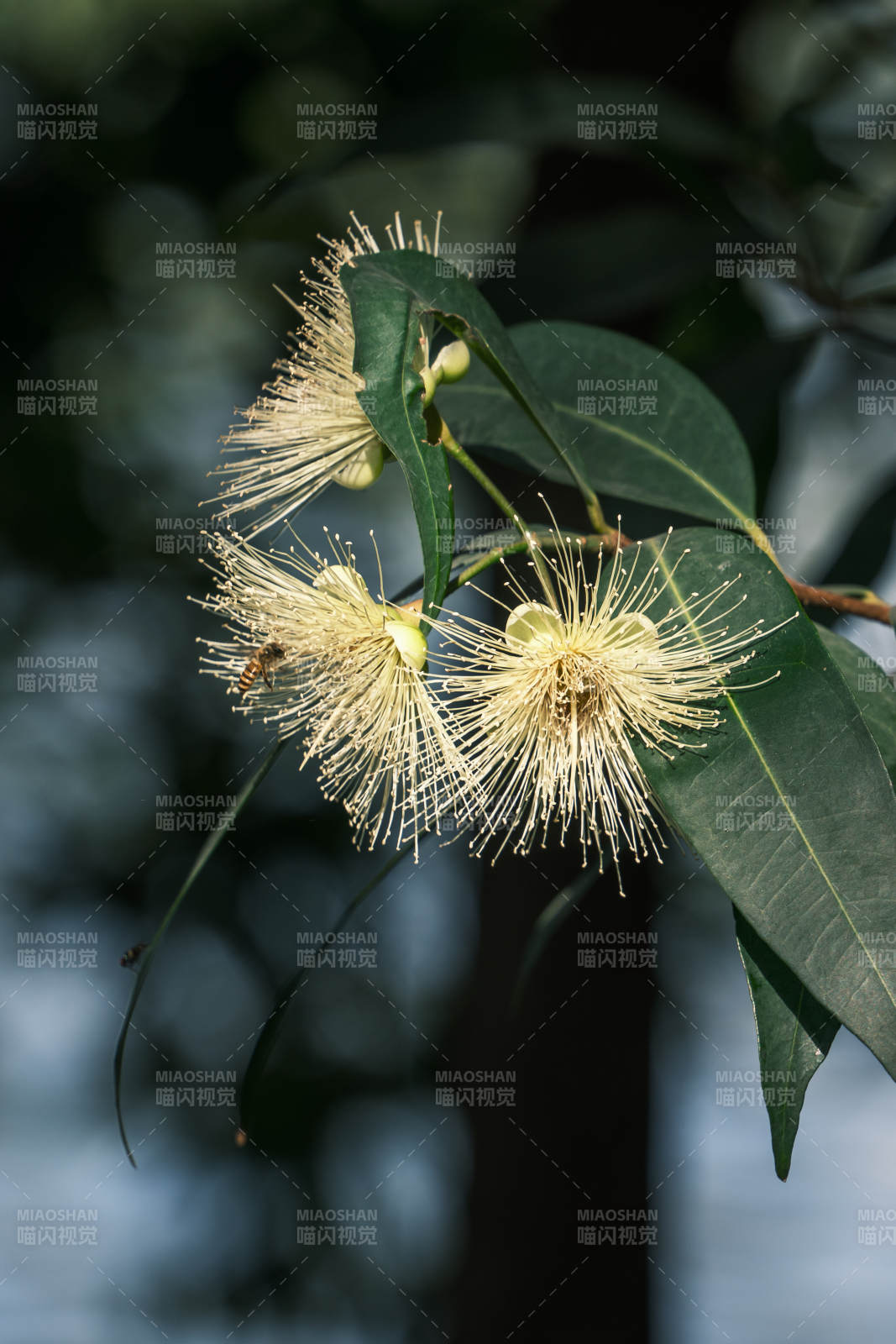 花蕊绽放枝头图片