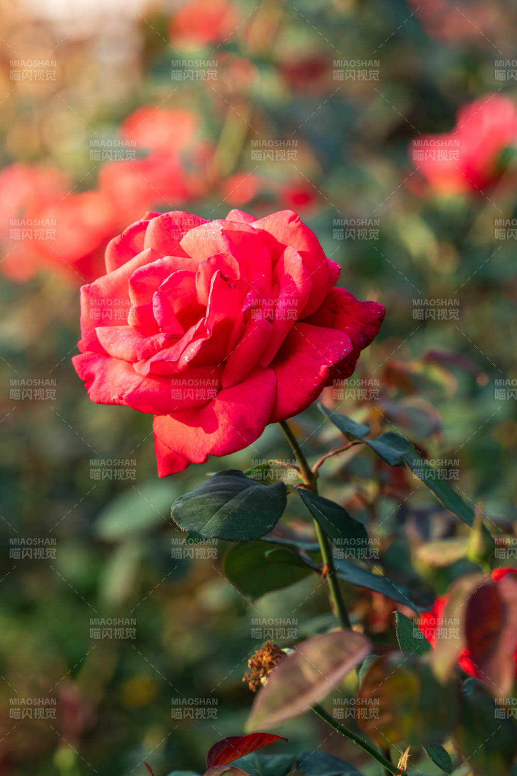 红玫瑰绽放图片