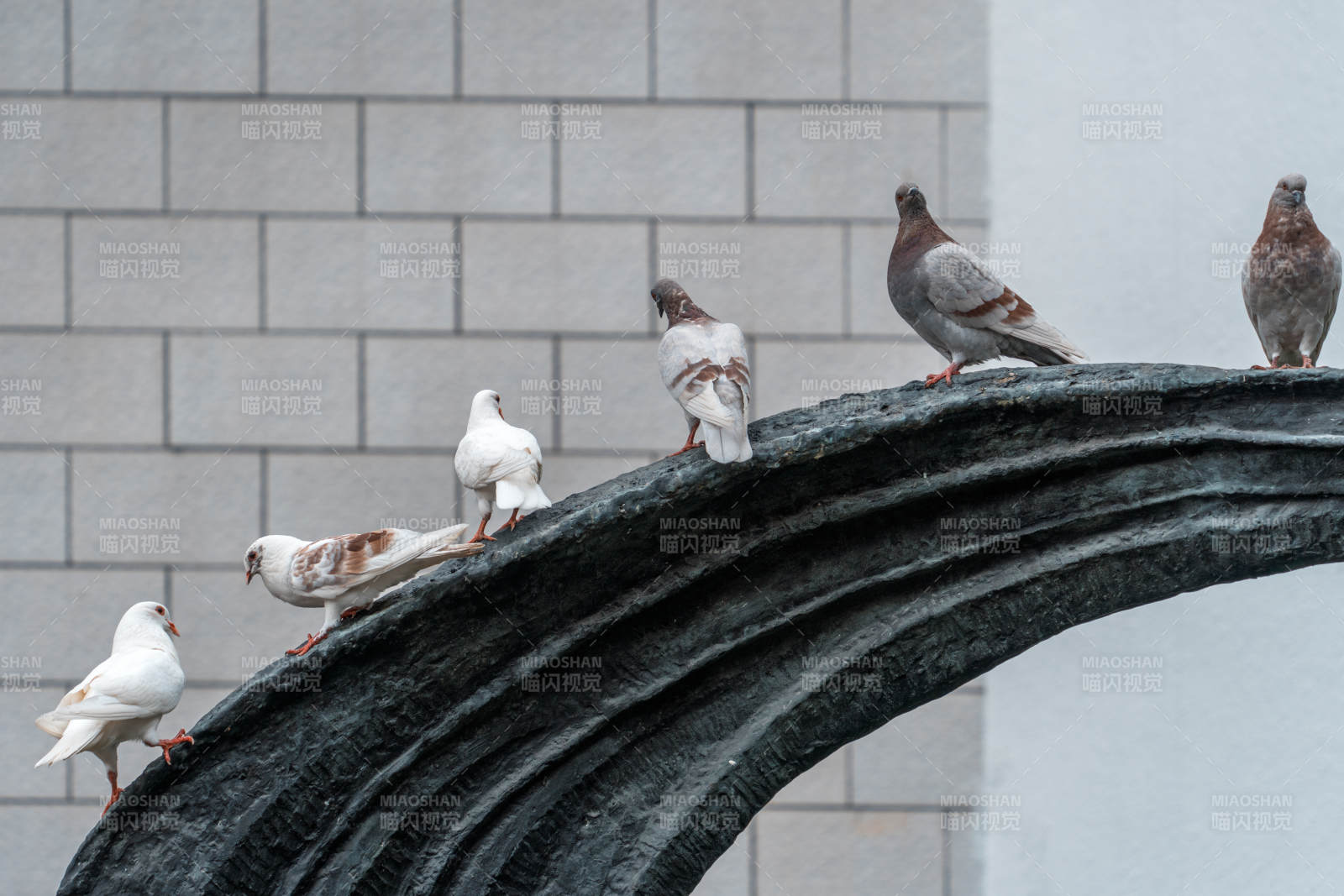 鸽子栖息雕塑上图片