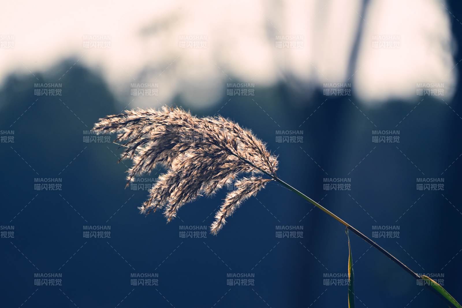 芦苇随风轻舞图片
