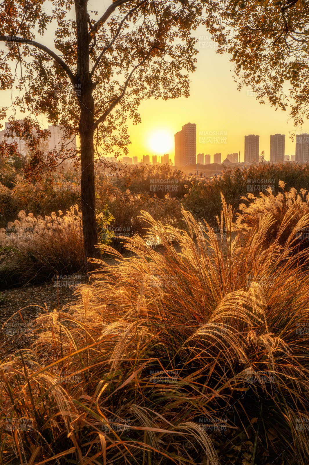 秋日城市剪影图片