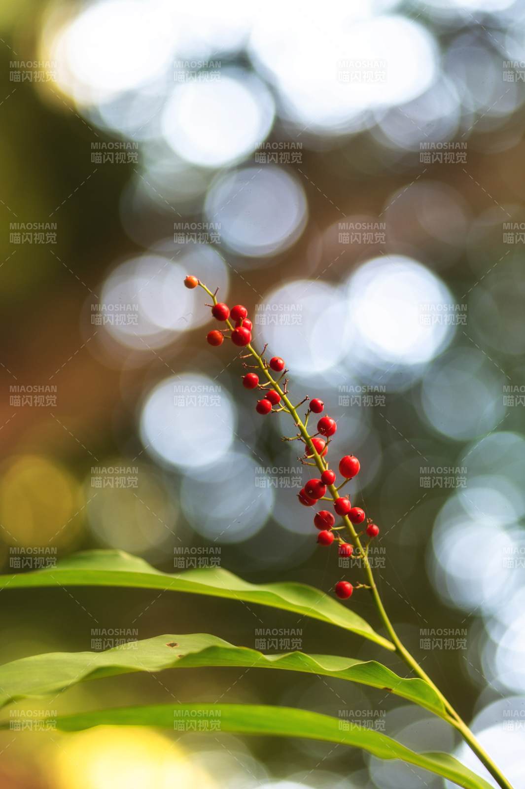 红果绿叶映光斑图片