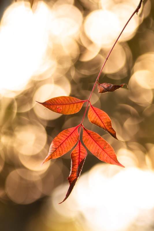 秋叶映光图片