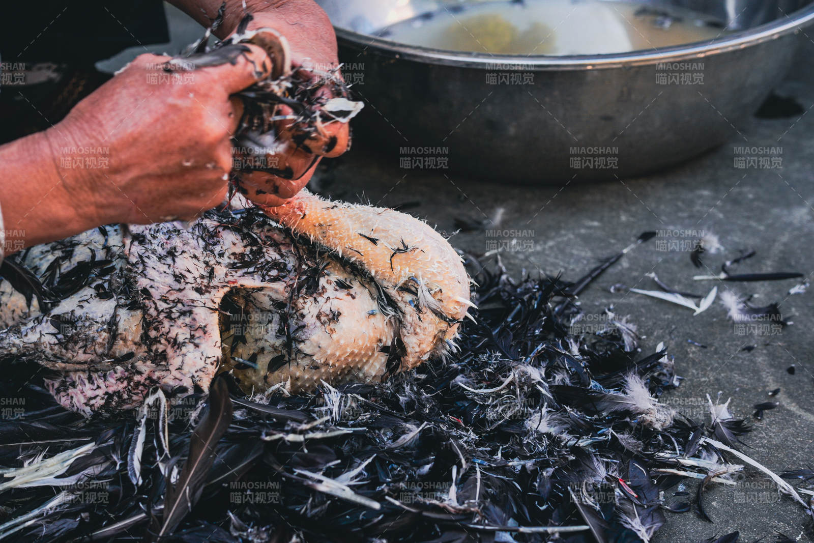 宰杀家禽现场图片