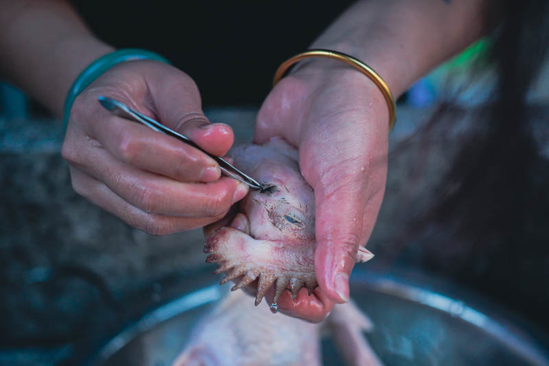 手剥鸡头细节特写图片