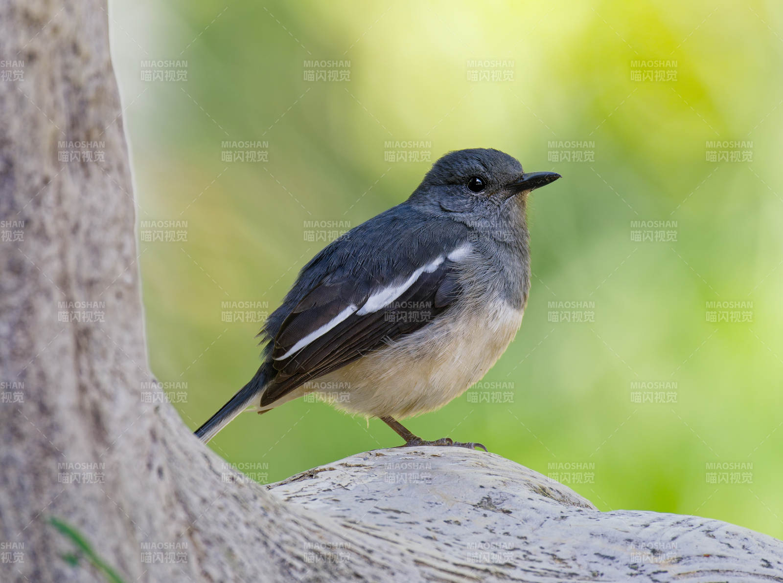 灰背鸟栖树梢图片