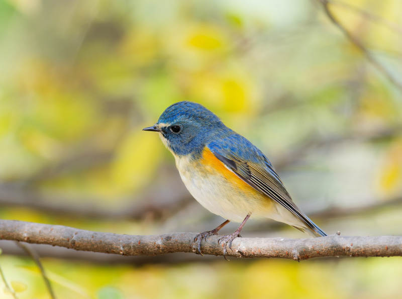 蓝鸟栖枝 秋色宜人图片