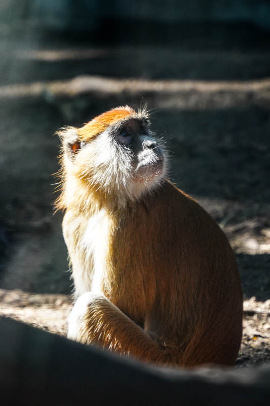 金丝猴静坐凝望图片