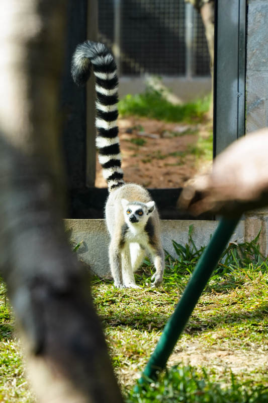 环尾狐猴探头张望图片