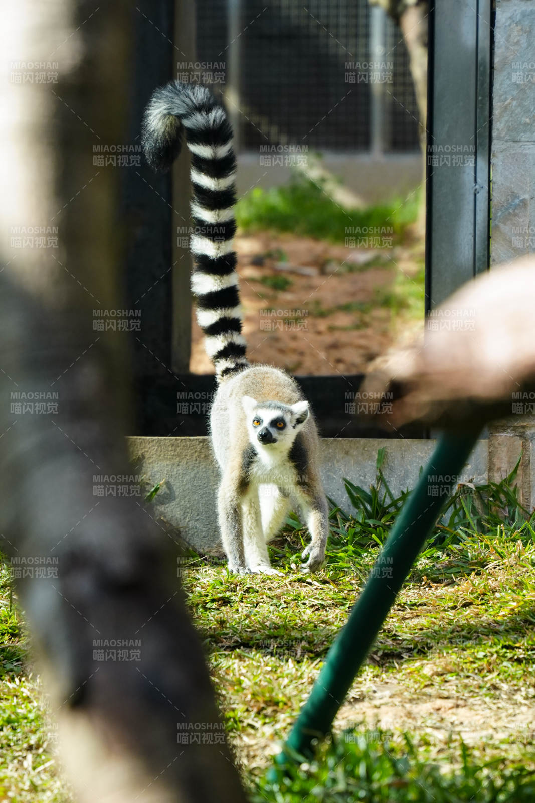 环尾狐猴探头张望图片