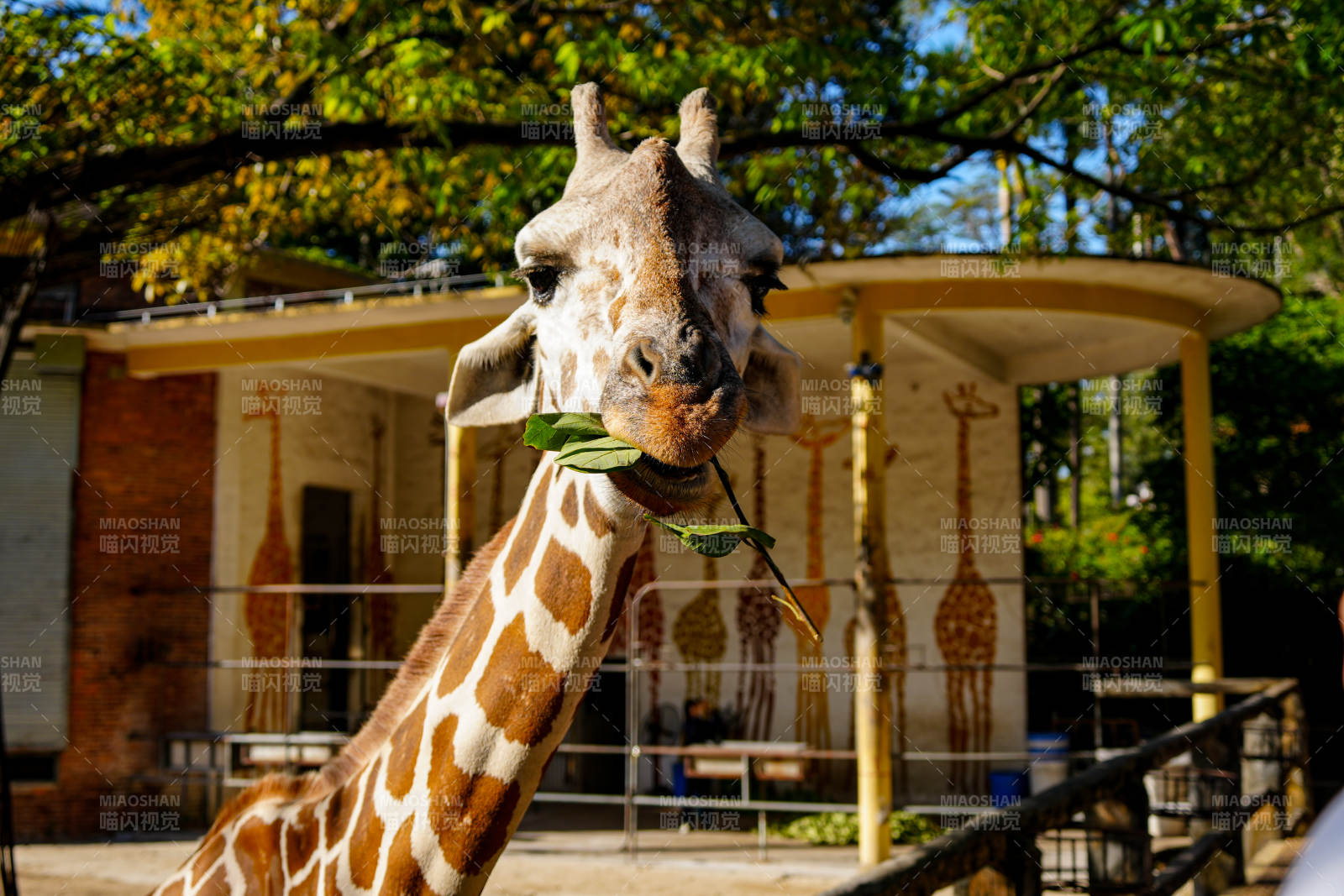 长颈鹿吃叶图片