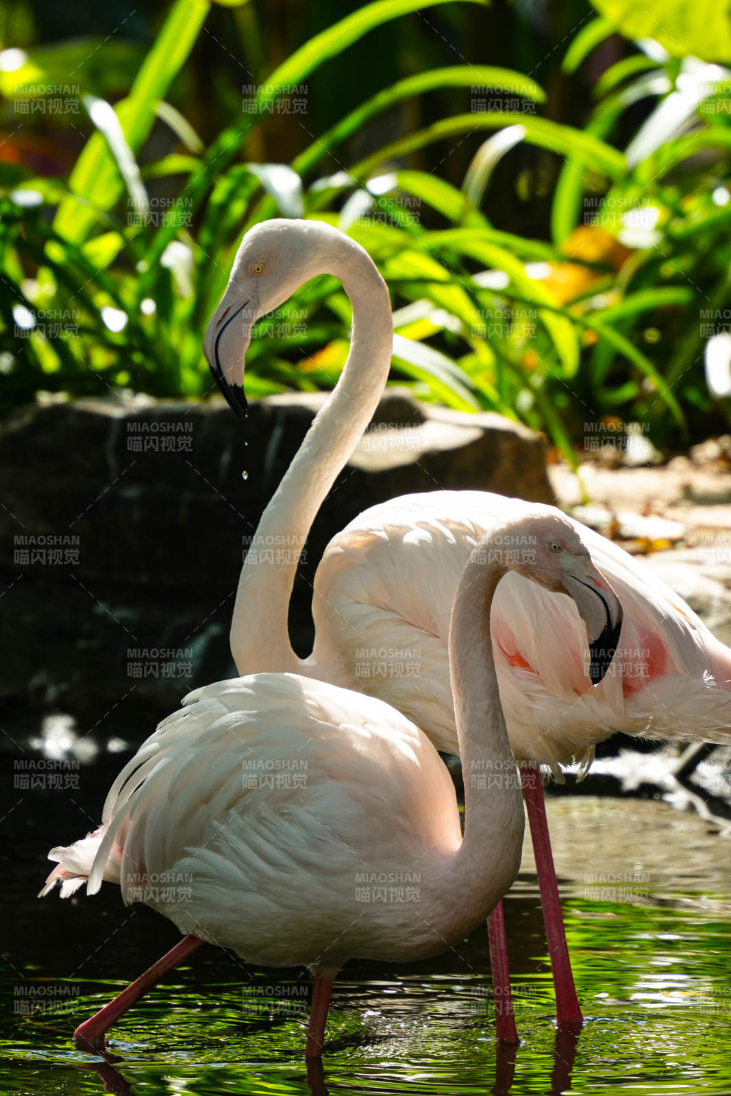 粉红火烈鸟水边栖息图片