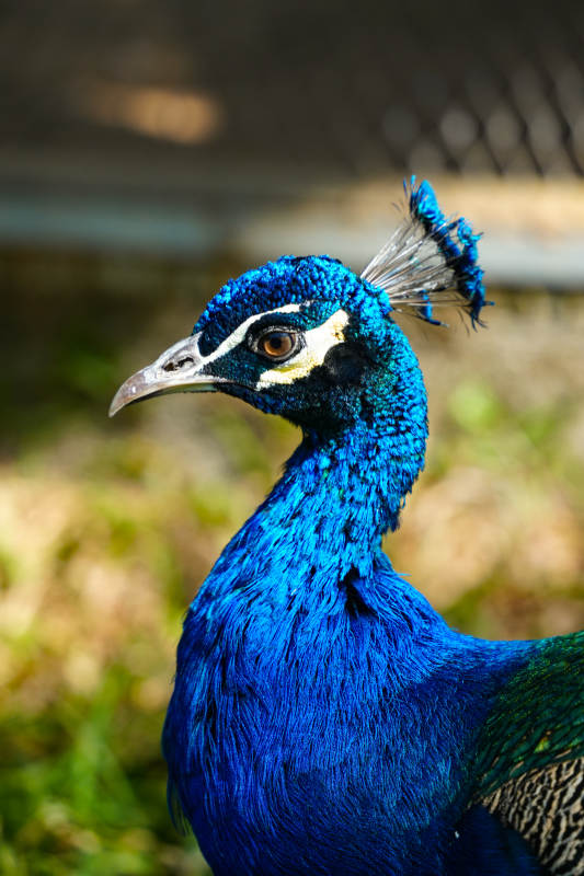 孔雀蓝羽特写图片