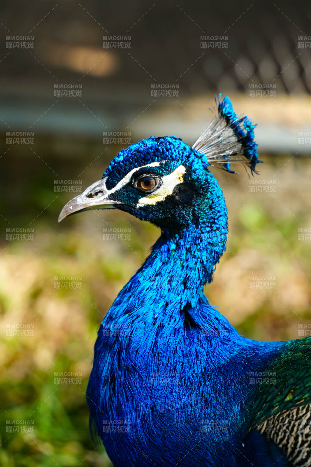 孔雀蓝羽特写图片