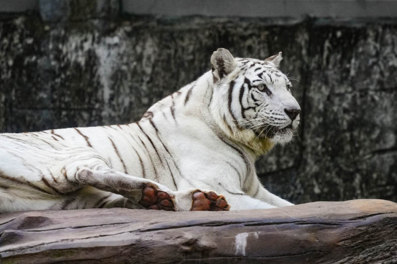白虎静卧岩石上图片