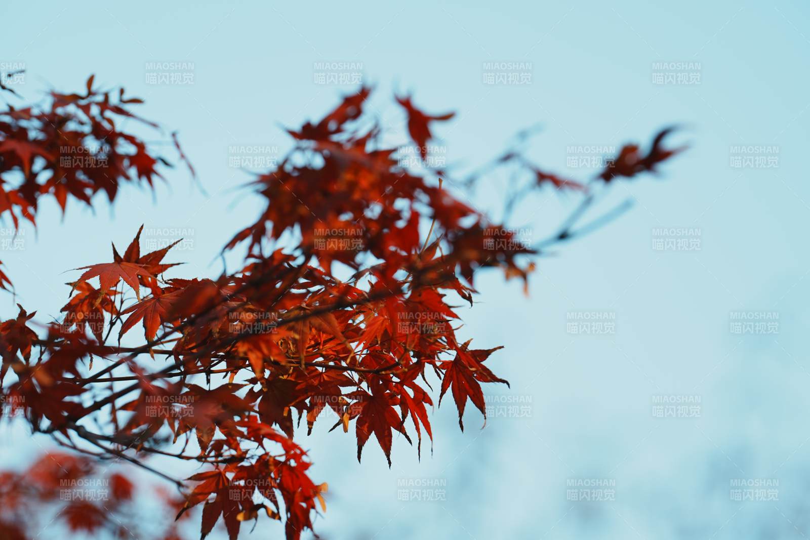 红枫映蓝天图片