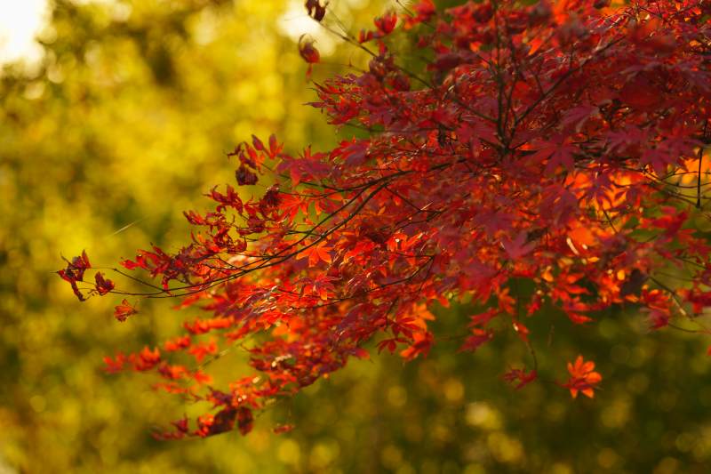 秋枫红叶映金光图片